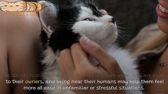 Why Do Cats Constantly Follow The Owner??? смотреть онлайн