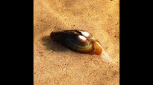 Моллюски - удивительный мир реки Ока