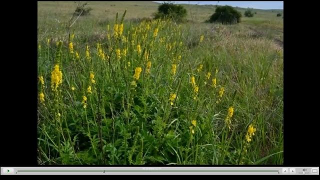 Репешок Полезные свойства смотреть онлайн