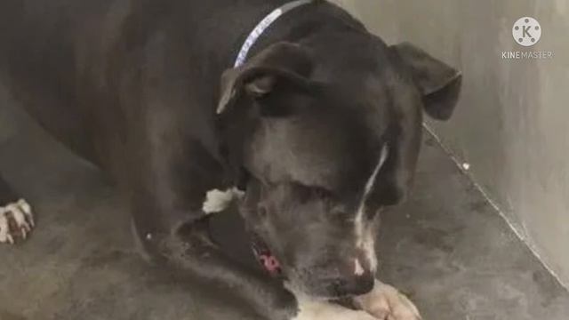 Фото этого бедного питбуля, брошенного в приюте, поразили всех. Он не ел еды, и плакал, лежа в углу смотреть онлайн