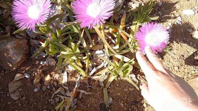 Олины Истории ? Влог #186 смотреть онлайн