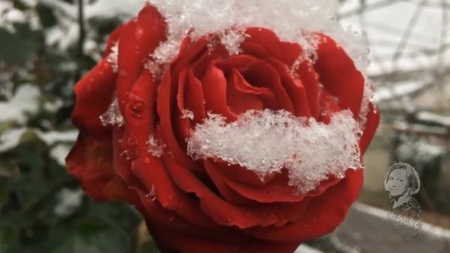 ОСЕННЕ - ЗИМНИЕ СЮЖЕТЫ САДА! смотреть онлайн