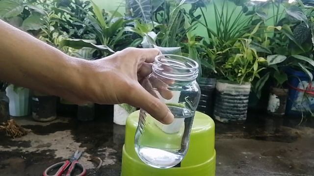 Easy and Simple Ways on How to Propagate Silver Queen Sansevieria | Best Lucky Plant of 2022 смотреть онлайн