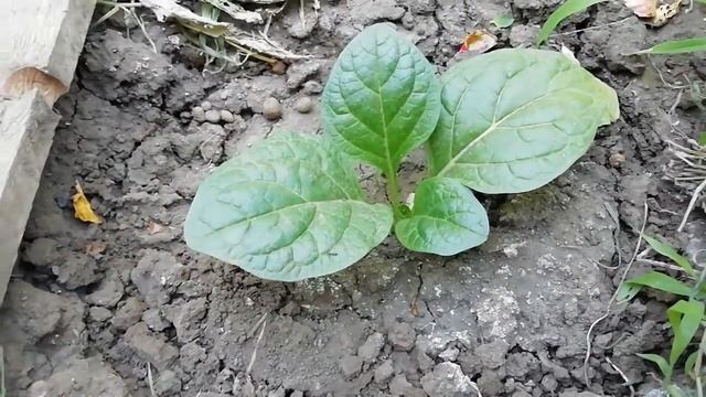 Мандрагора выращивание ответка жениной избе #мандрагора#mandrake#ЖЕНИНАИЗБА#магия смотреть онлайн