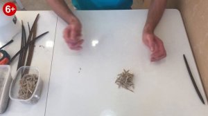 Выращиваем Катальпу из семян. Проверка всхожести семян Катальпы. Часть 1