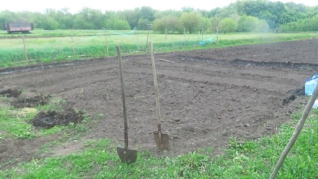 Весенние посадки.Рассада томатов, моркови,тыквы, свеклы смотреть онлайн