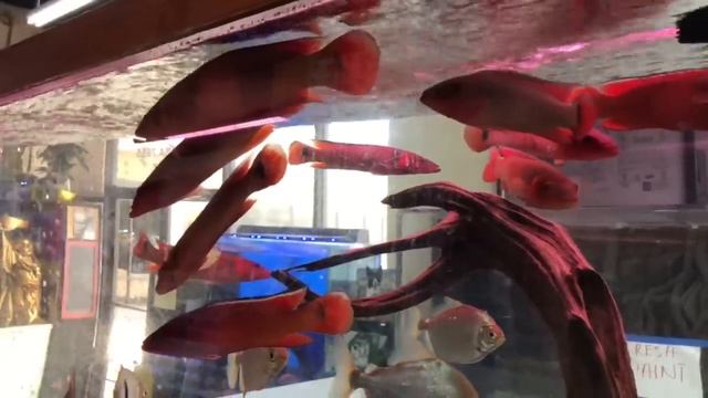 WEIRD EXOTIC ALIEN FISH, My First One! смотреть онлайн