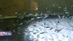 Разводня аквариумных рыбок ДОМА