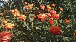 Роза Супер Стар.Super Star. Она действительно супер.