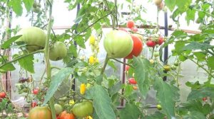 Томат Говядина с Куста