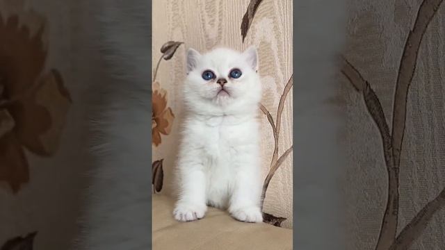 #синие #голубыеглаза #шиншилла #котенок #котик #лето2023 #котики #породистые_кошки смотреть онлайн