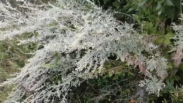Полынь горькая для пчел! Незабудьте заготовить. смотреть онлайн