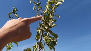 Ошибка при выращивании груши на айве