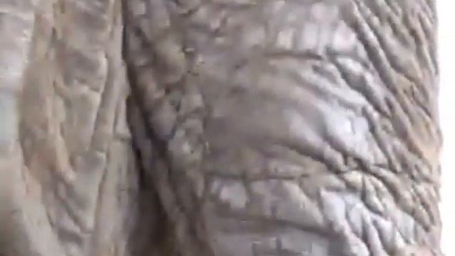 Joplin Missouri Elephant helps clean up tornado damage смотреть онлайн