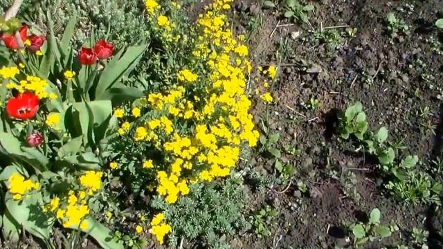 Сажаем цветы рассадой смотреть онлайн