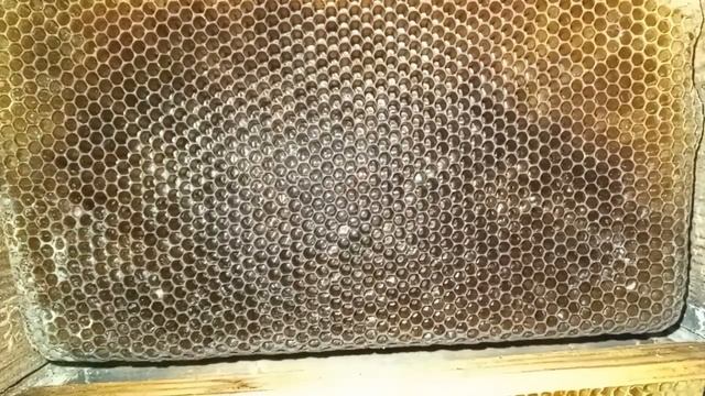 Народный улей Варрэ. Улей Варрэ изнутри | Полный обзор. Достоинства и недостатки смотреть онлайн