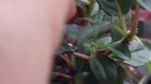 Фуксия. Как сохранить покупной растение.