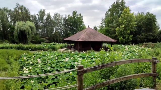 Ботанический сад. Лотосы. Гортензии.
