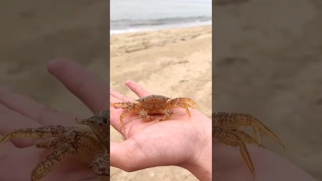 #автопутешествие #владивосток #море #японскоеморе #дальнийвосток #крабы #весна #пляж #мангал #short смотреть онлайн
