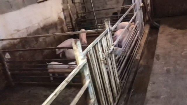 Осеменение в Домашних условиях//Люська пришла в охоту на 6 день смотреть онлайн