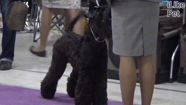 Какую собаку можно завести, если у меня аллергия? смотреть онлайн