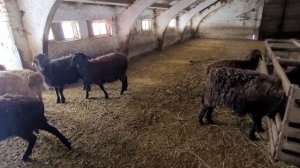 Окот Эдильбаевских овец 2023