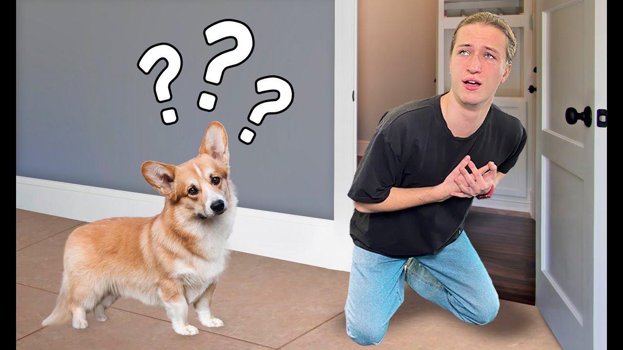 Притворился МЕРТВЫМ перед собакой! ПРАНКИ над собакой смотреть онлайн