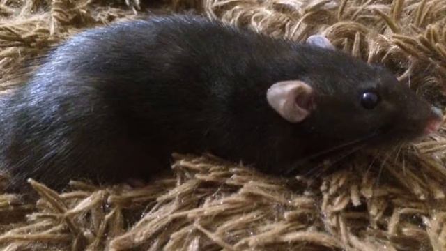 Мои крыски смотреть онлайн