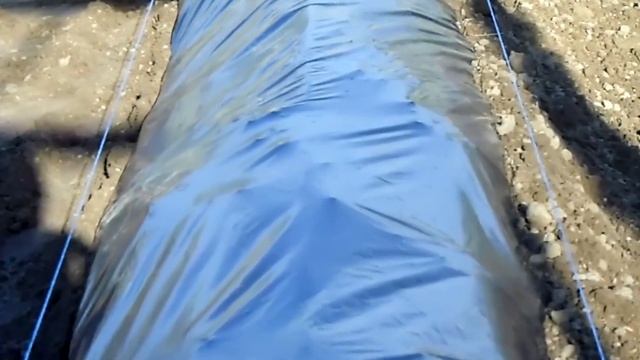 Посадка привитых черенков винограда в школку. смотреть онлайн