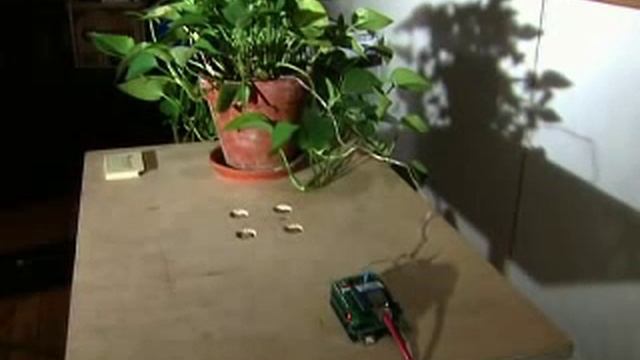 Thirsty Plants Text For Help смотреть онлайн