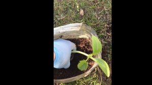 Что я делаю с вытянутой рассадой КАБАЧКОВ!