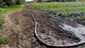 Полив огорода с речки. Мотопомпа и спрей лента туман .