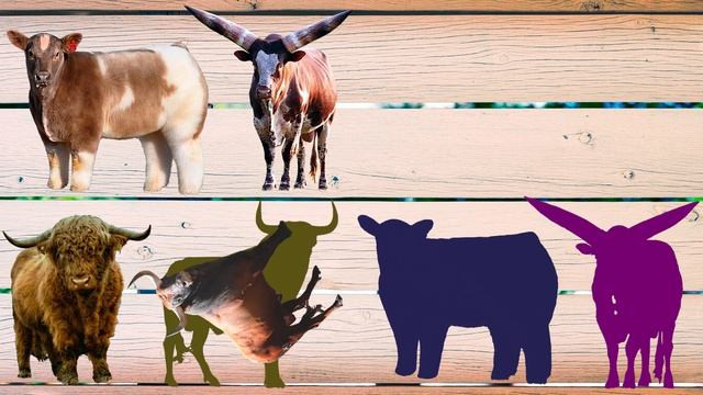 CUTE ANIMALS Bulls, Watussi African Cow, Plush Hornless Cow, Texas Longhorn Bull, Bison 귀여운 동물 황소