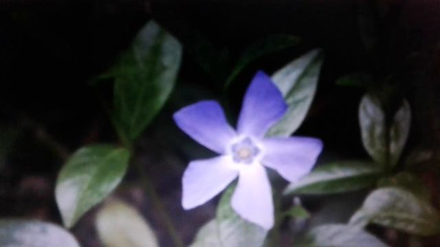 Барвинок - полезные свойства и противопоказания. смотреть онлайн