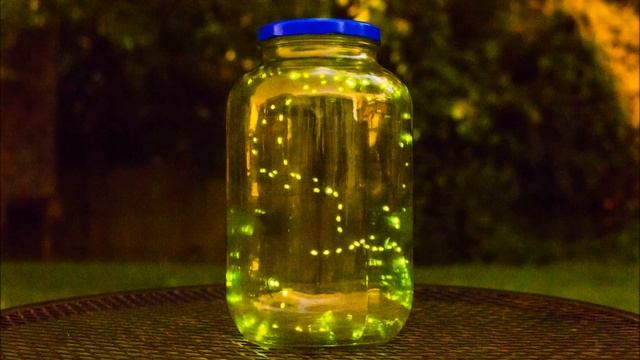 Fireflies (Lightning Bug) Time lapse. смотреть онлайн