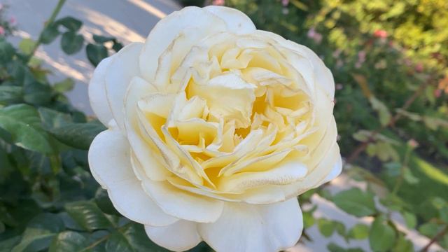 🌹 Moonlight Romantica Rose