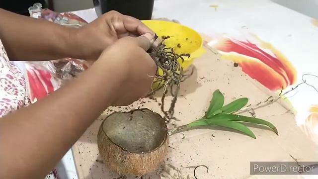 Planta Imbé e seus cuidados. смотреть онлайн