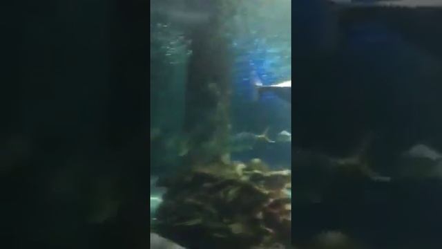 Сингапур океанариум