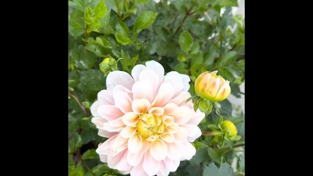 Георгины в моем саду смотреть онлайн