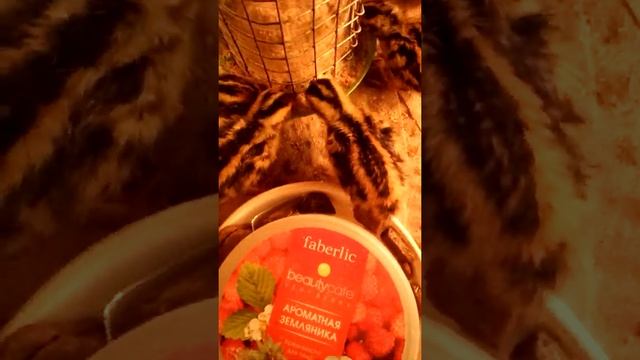 Перепела "Фараон" из моего инкубатора - первый опыт 20190905 1001101 смотреть онлайн