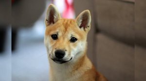 Сиба ину. Плюсы и минусы, Цена, Как выбрать, Факты, Уход, История