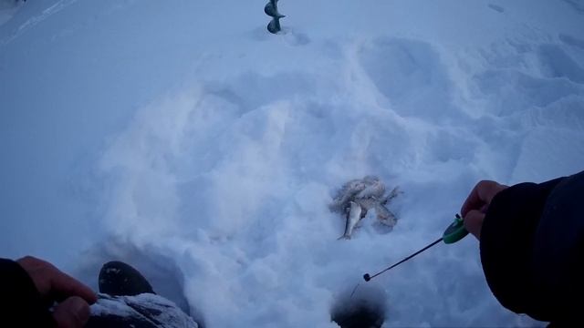 Ловля чебака на безмотылку смотреть онлайн