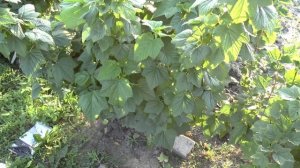 Обзор чёрной смородины сорта Ориана.