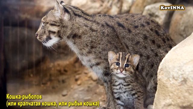 Дикие кошки и их малыши/Дикие коты. Познавательное видео для детей. смотреть онлайн