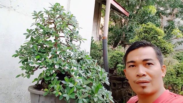 ficus Green island mga bonsai ka Lovers napaka ganda na po😊💞🌱🌱🎄🌅 смотреть онлайн