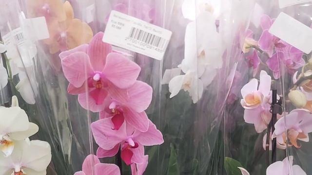 Долгожданный ОБЗОР Планета ЛЕТА ? БИГ ЛИПЫ по НИЗКОЙ ЦЕНЕ, Сортовые орхидеи по УЦЕНКЕ всего за 299р смотреть онлайн