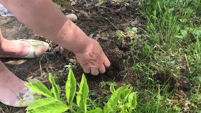 Правильно посадили картошку и поездка на озеро смотреть онлайн