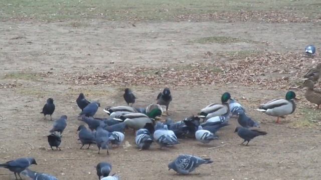 Ворона поймала голубя смотреть онлайн