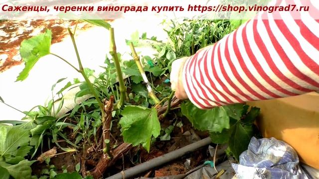 Прививка винограда- окулировка, в расщеп. Интересные данные о минеральных удобрениях, поговорим?