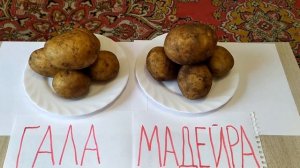 Обзор и сравнение картофеля сорта Гала и Мадейра